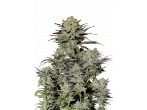 l tsp 2x gorilla cookies fast flowering transparent 1695050274