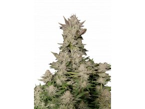 l tsp 2x tropicana cookies fast flowering transparent 1695049883