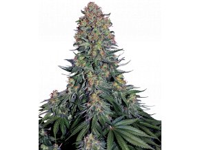 blue skunk feminized xl