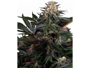 lockdown kush feminized xl