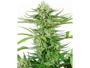 cashew kush feminized xl