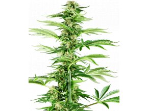 honey melon haze feminized xl