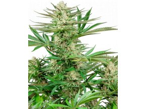 malibu og gold feminized xl