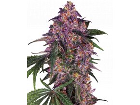 sensi purple kush feminized xl