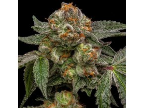 zake feminized cannabis seeds