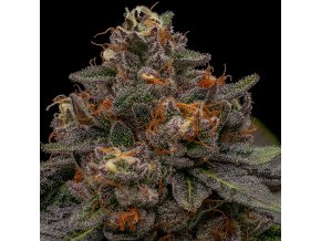 korenji feminized cannabis seeds