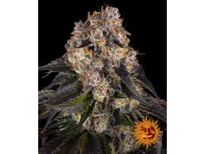 girl scout cookies circle new 21 827238