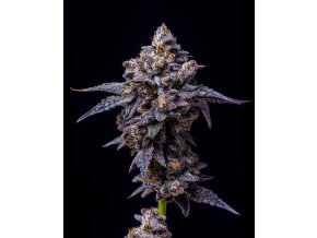 hollywood strain hi res1