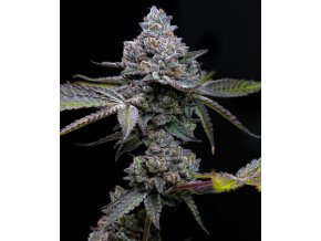 apple fritter circle new 21 180191