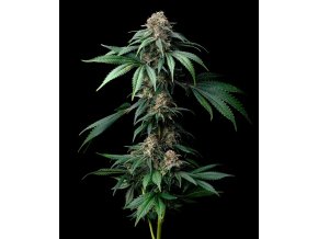 mendo breath circle new 21 370700