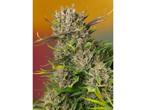 papaya zoap auto