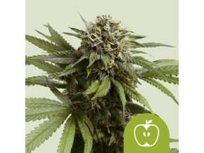 apple fritter automatic