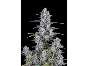 FastBuds Super Boof Auto