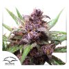 Auto Blackberry Kush Dutch Passion Seed company