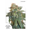 auto orange bud dutch passion 11