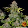 critical kush 3 405384