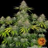 critical kush 1 405384