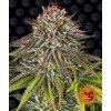 critical kush circle new 21 758343