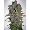 auto blueberry domina feminizovan bb9