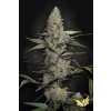 Wappa Paradise Seeds 1