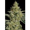 Allkush Cannabis Seed