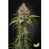 Atomical Haze Paradise Seeds