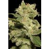 Auto Jack Cannabis Seed