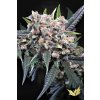 Auto Wappa Paradise Seeds