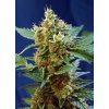 CREAMMANDARINE XL AUTO(R) SWS55