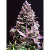 cream caramel auto (1)