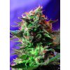 Sweet Seeds Jack 47 F1 Fast Version