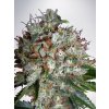 Ministry of Cannabis Big Bud XXL