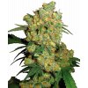 Sensi Seeds Big Bud