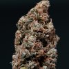 buddha white dwarf auto (1)