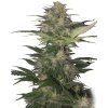 Buddha Seeds Red Dwarf Auto