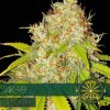 autofem vision seeds ak 491