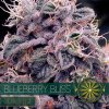 autofem vision seeds blueberry bliss