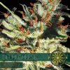 autofem vision seeds delhi cheese