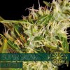 autofem vision seeds super skunk