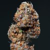 deimos autoflower buddha seeds (1)