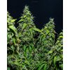 Magnum BuddhaSeeds