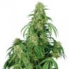 Buddha Seeds Calamity Jane Auto
