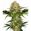 afghani 1 feminized xl