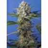 Sweet Seeds Crystal Candy F1 Fast Version