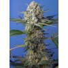 CRYSTAL CANDY F1FV(R) SWS73