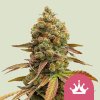 special queen 1