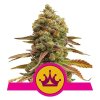 Special Queen 1