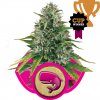 royal queen royal moby marijuana cannabis feminized feminzovana semena konopi 0