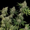 sour diesel (1)