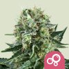 bubble kush